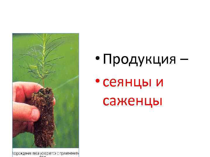  • Продукция – • сеянцы и  саженцы 