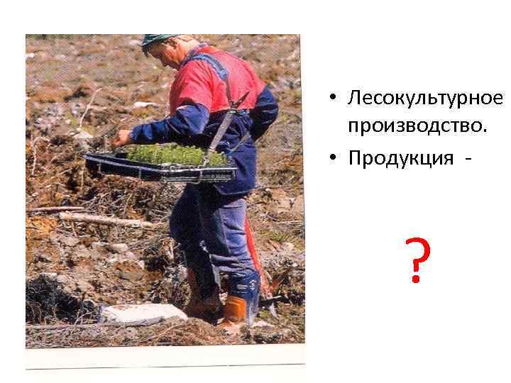  • Лесокультурное  производство.  • Продукция -  ? 