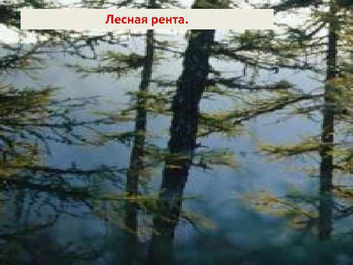 Лесная рента. 