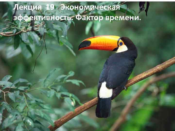 Лекция 19 Экономическая эффективность. Фактор времени. 
