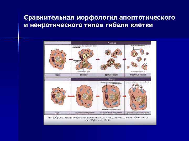 Сравнительная морфология апоптотического и некротического типов гибели клетки 