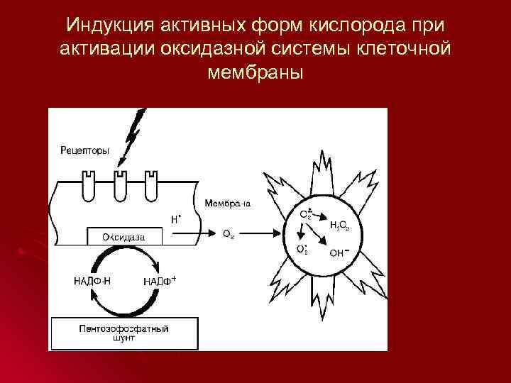  Индукция активных форм кислорода при активации оксидазной системы клеточной    мембраны