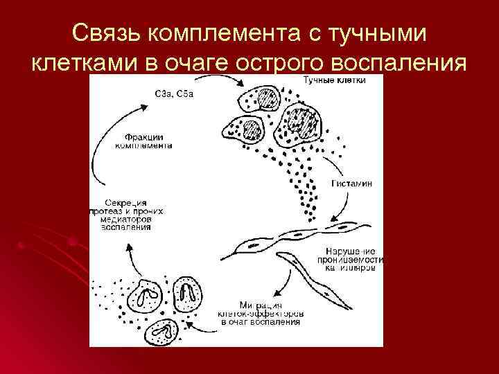   Связь комплемента с тучными клетками в очаге острого воспаления 