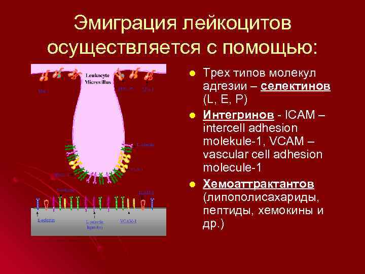   Эмиграция лейкоцитов осуществляется с помощью:    l  Трех типов
