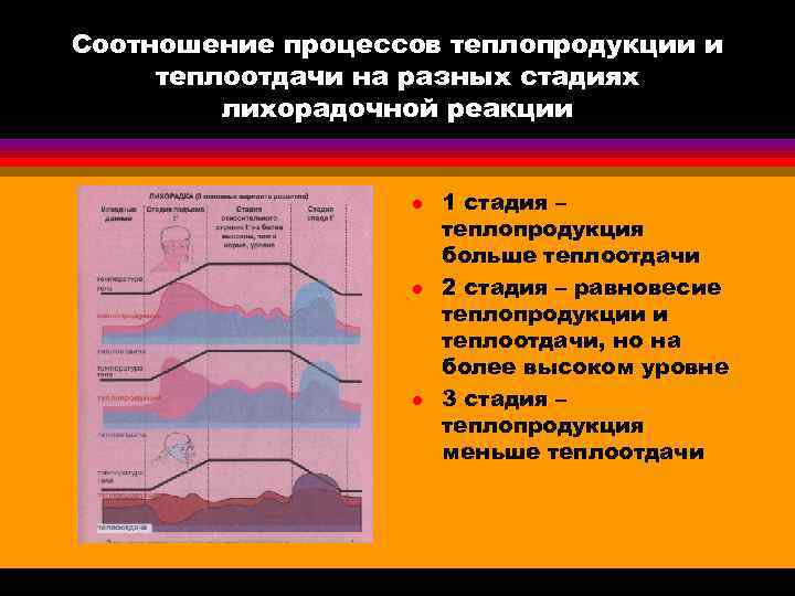 Соотношение процессов теплопродукции и теплоотдачи на разных стадиях лихорадочной реакции l 1 стадия –