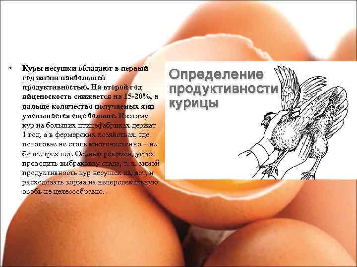  • Куры несушки обладают в первый год жизни наибольшей продуктивностью. На второй год