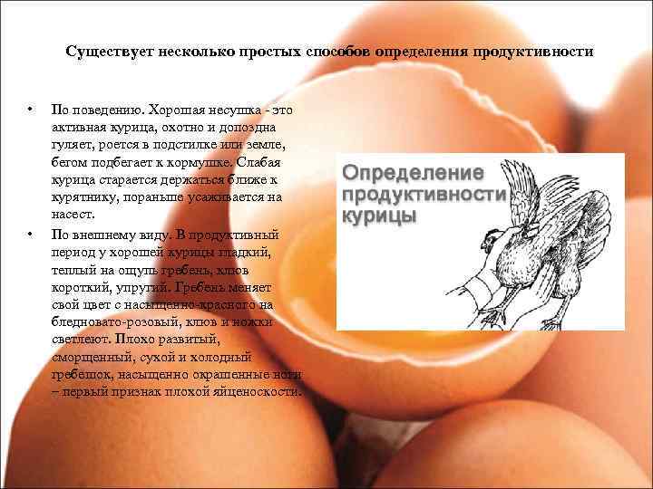  Существует несколько простых способов определения продуктивности • По поведению. Хорошая несушка - это