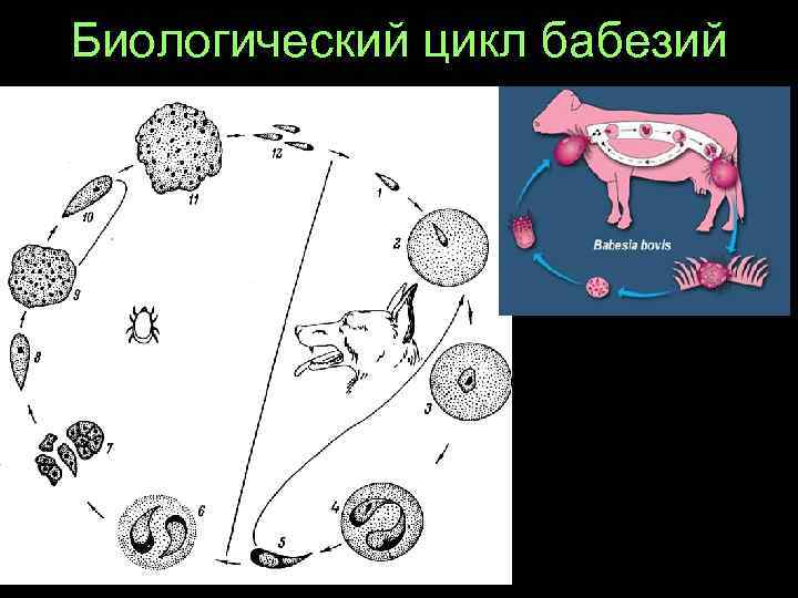 Самка Ixodes ricinus 