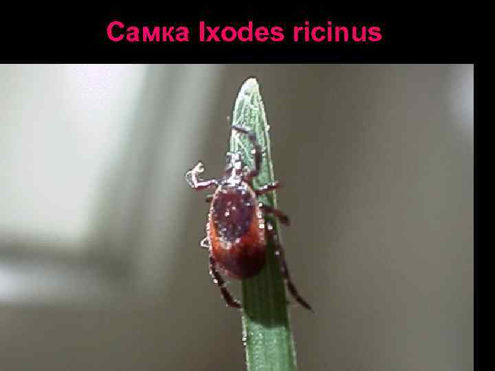 Род Ixodes. Голодные самец и   самка. 