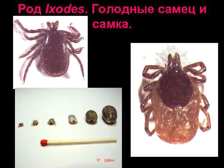 Ротовые органы клеща Ixodes 