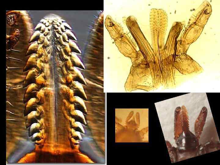  Фазы развития клещей    Половой диморфизм  Имаго ♂  