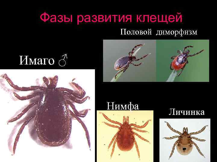 Голодная и сытая самки  Ixodes 