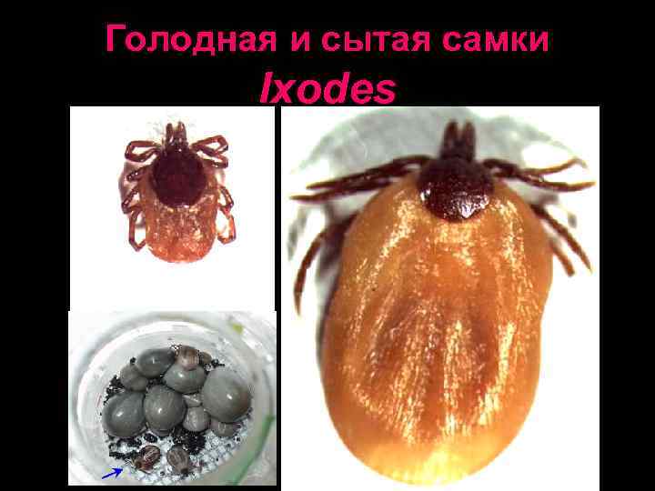 Откладка яиц 