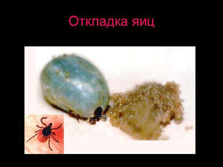 Заклещеванность крупного рогатого скота 