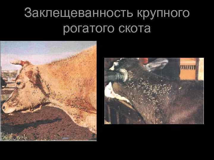    Патогенез • Воздействие паразитов и их метаболитов  на ЦНС (теплорегулирующие