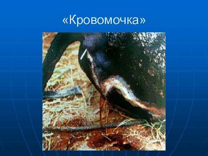    Лечение Симптоматическая терапия: 1. Легкопереваримые корма 2. Хелатный комплекс медь- 