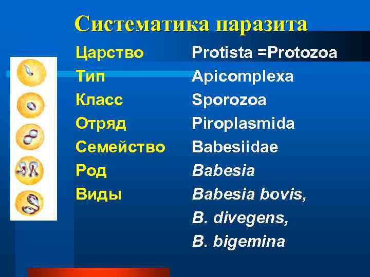 Морфология бабезий 