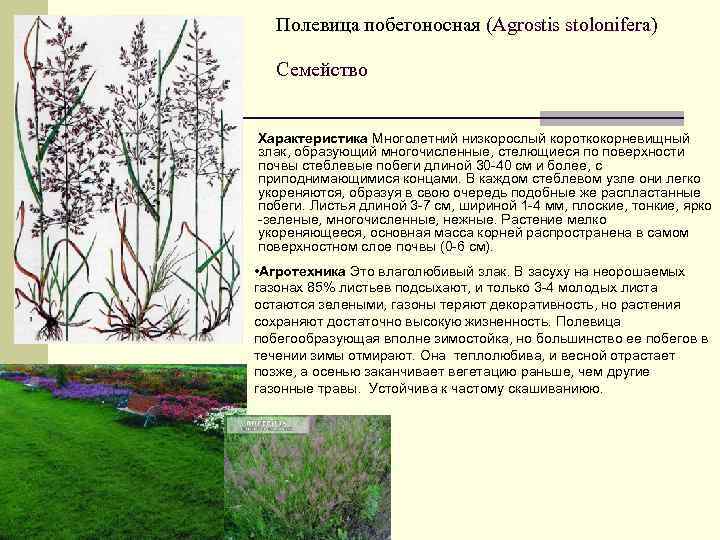  Полевица побегоносная (Agrostis stolonifera) Семейство n Характеристика Многолетний низкорослый короткокорневищный злак, образующий многочисленные,