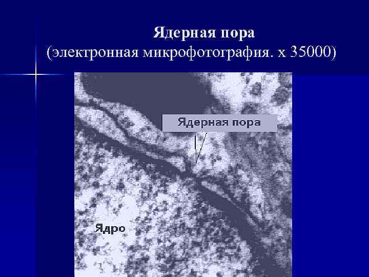  Ядерная пора (электронная микрофотография. х 35000) 