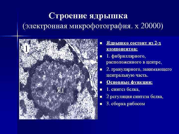  Строение ядрышка (электронная микрофотография. х 20000) n Ядрышко состоит из 2 -х компонентов: