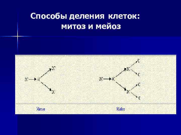 Способы деления клеток: митоз и мейоз 