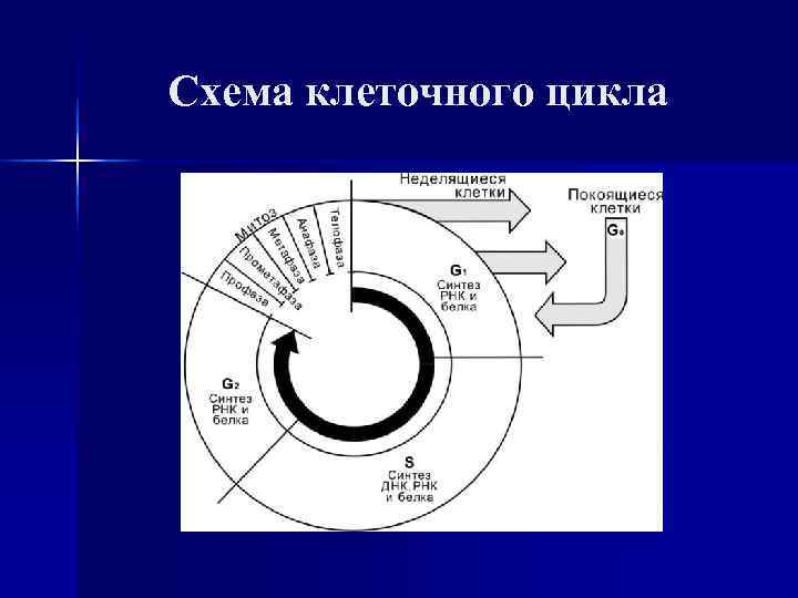 Схема клеточного цикла 