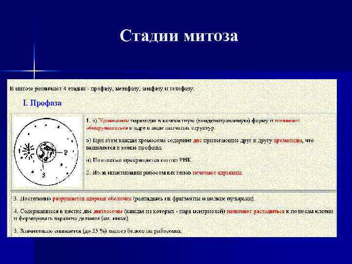 Стадии митоза 