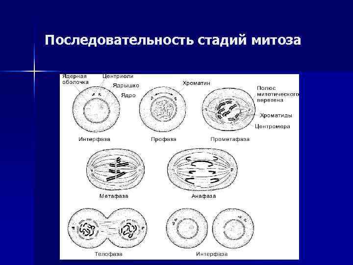 Последовательность стадий митоза 