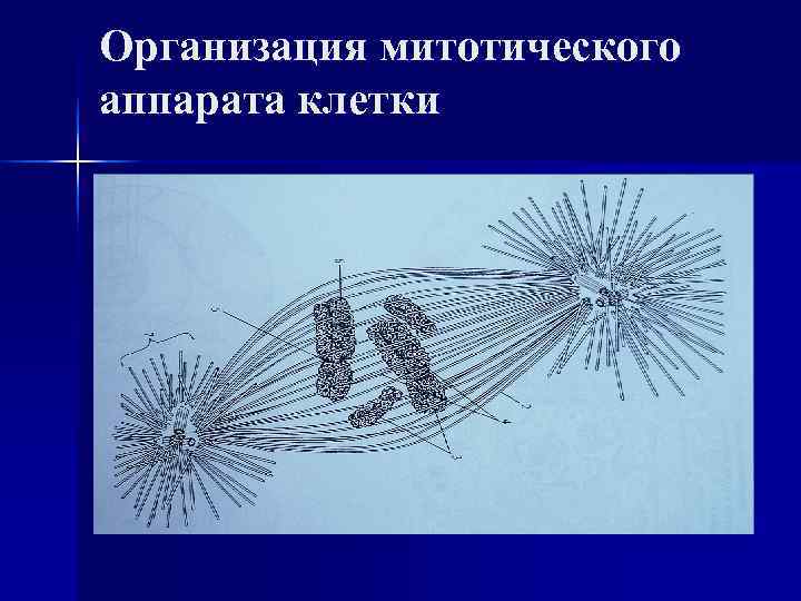 Организация митотического аппарата клетки 