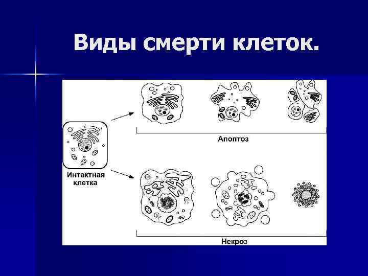 Виды смерти клеток. 