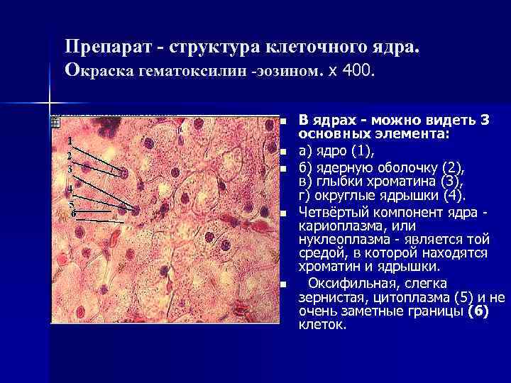 Препарат - структура клеточного ядра. Окраска гематоксилин -эозином. х 400. n В ядрах -