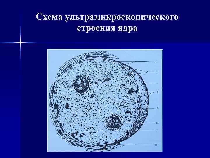 Схема ультрамикроскопического строения клетки