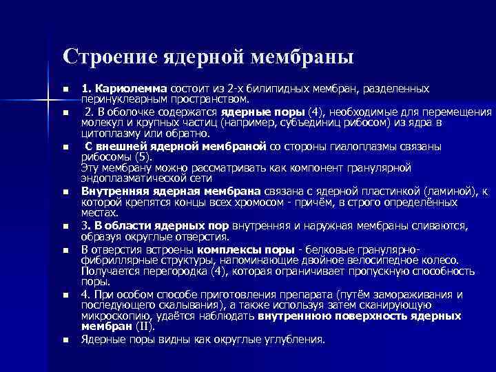 Строение ядерной мембраны n 1. Кариолемма состоит из 2 -х билипидных мембран, разделенных перинуклеарным