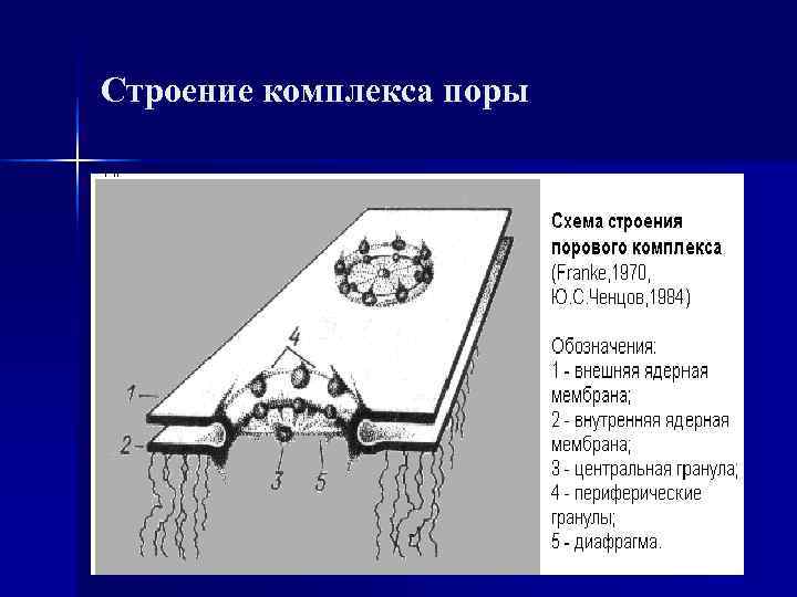 Строение комплекса поры 