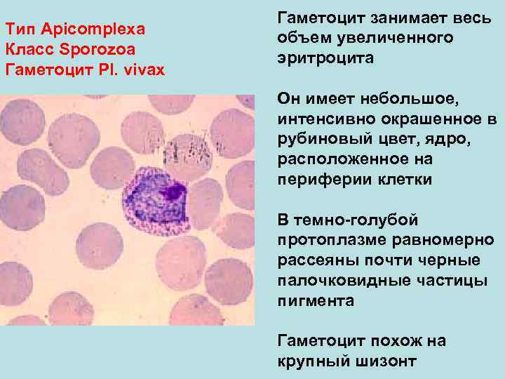  Гаметоцит занимает весь Тип Аpicomplexa объем увеличенного Класс Sporozoa эритроцита Гаметоцит Pl. vivax