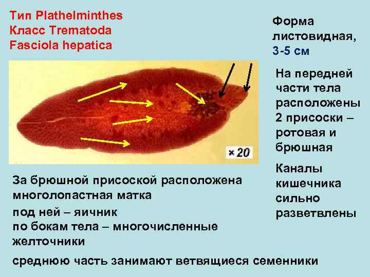 Тип Plathelminthes Форма Класс Trematoda листовидная, Fasciola hepatica 3 -5 см На передней части