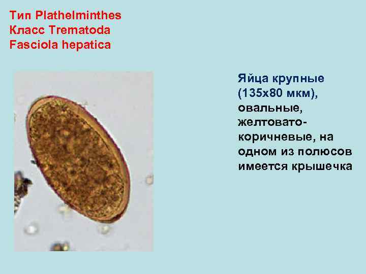 Тип Plathelminthes Класс Trematoda Fasciola hepatica Яйца крупные (135 х80 мкм), овальные, желтовато- коричневые,