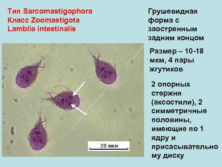 Тип Sarcomastigophora Грушевидная Класс Zoomastigota форма с Lamblia intestinalis заостренным задним концом Размер –