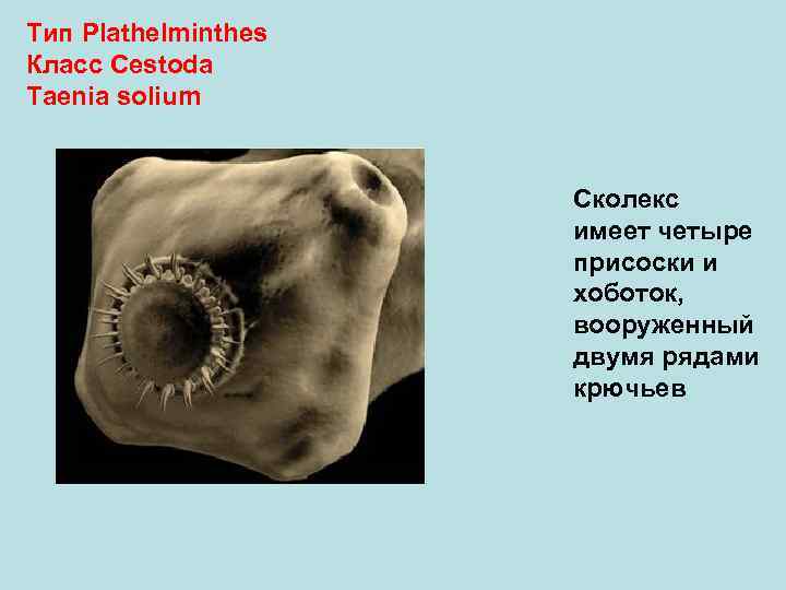 Тип Plathelminthes Класс Cestoda Taenia solium Сколекс имеет четыре присоски и хоботок, вооруженный двумя