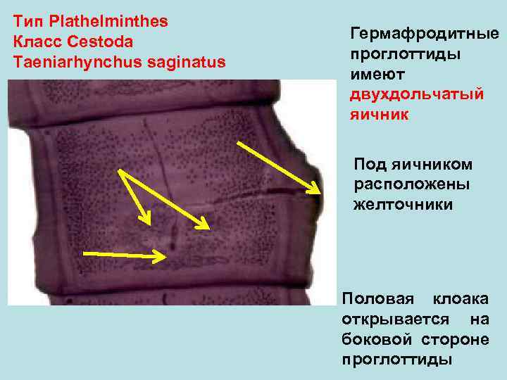 Тип Plathelminthes Класс Cestoda Гермафродитные Taeniarhynchus saginatus проглоттиды имеют двухдольчатый яичник Под яичником расположены