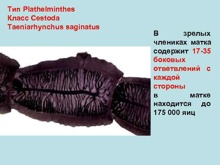 Тип Plathelminthes Класс Cestoda Taeniarhynchus saginatus В зрелых члениках матка содержит 17 -35 боковых