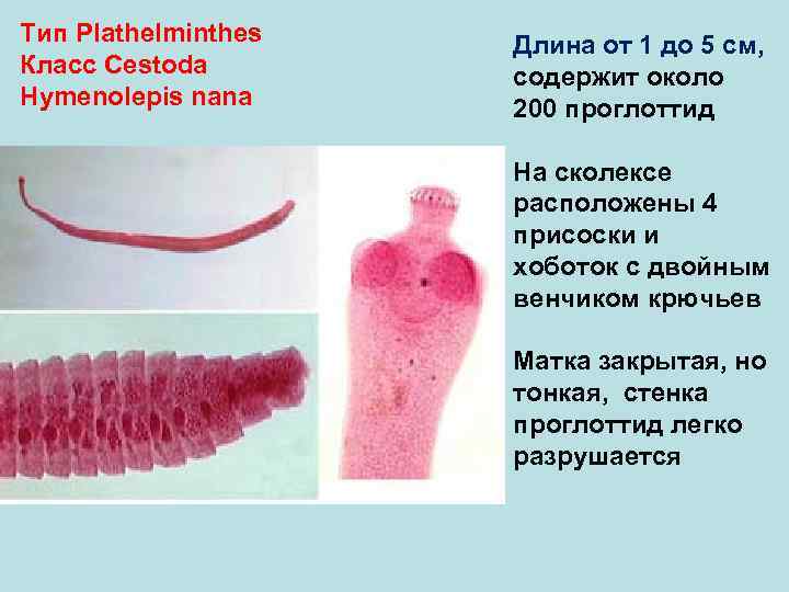 Тип Plathelminthes Длина от 1 до 5 см, Класс Cestoda содержит около Hymenolepis nana