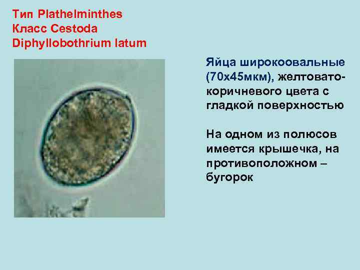 Тип Plathelminthes Класс Cestoda Diphyllobothrium latum Яйца широкоовальные (70 х45 мкм), желтовато- коричневого цвета