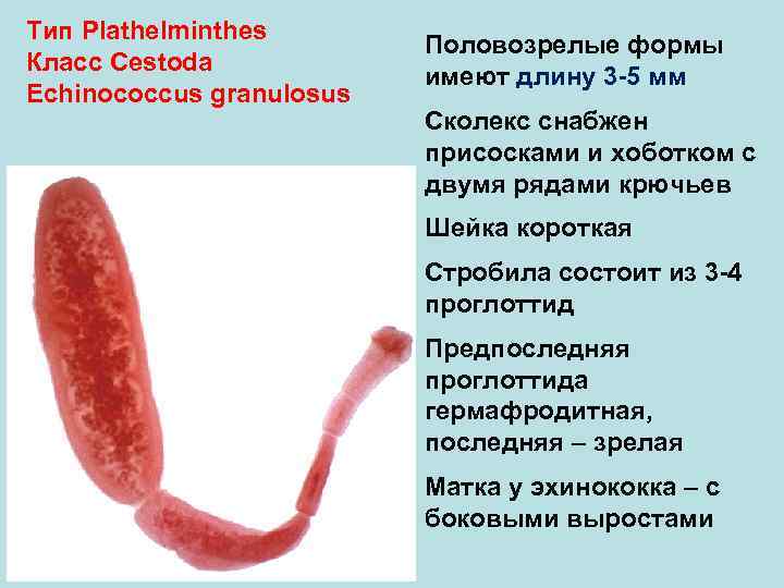 Тип Plathelminthes Половозрелые формы Класс Cestoda имеют длину 3 -5 мм Echinococcus granulosus Сколекс