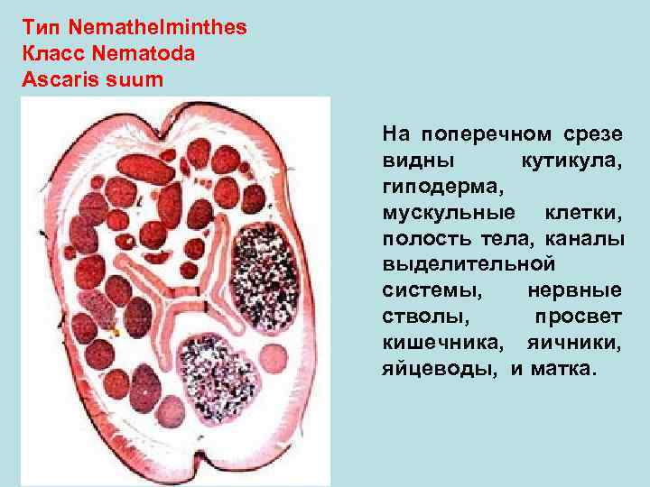 Тип Nemathelminthes Класс Nematoda Ascaris suum На поперечном срезе видны кутикула, гиподерма, мускульные клетки,