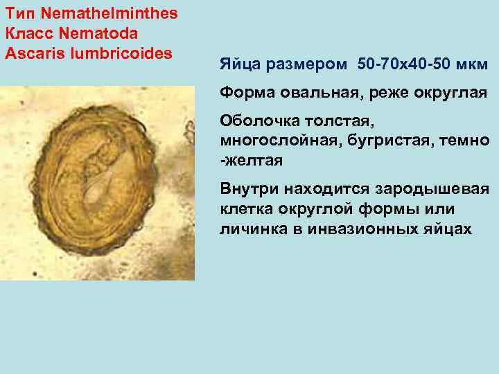 Тип Nemathelminthes Класс Nematoda Ascaris lumbricoides Яйца размером 50 -70 х40 -50 мкм Форма