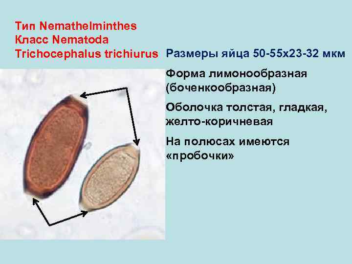 Тип Nemathelminthes Класс Nematoda Trichocephalus trichiurus Размеры яйца 50 -55 х23 -32 мкм Форма