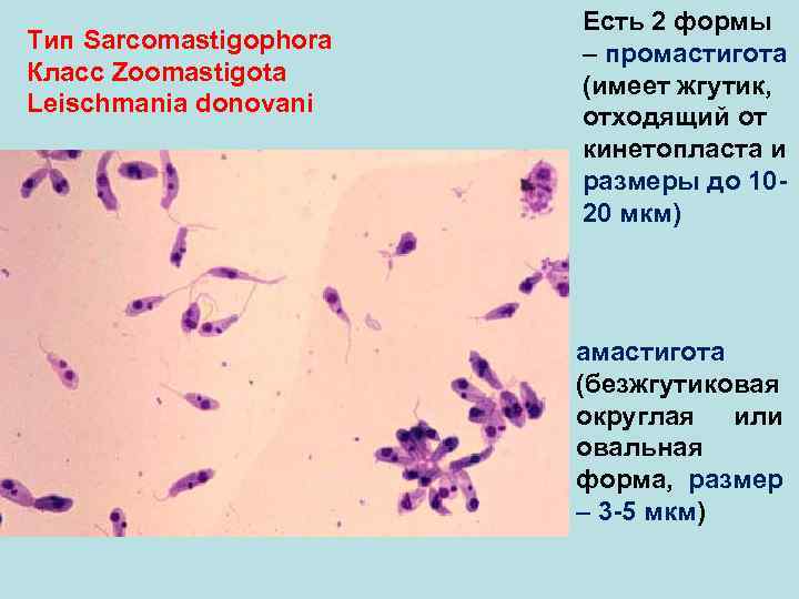  Есть 2 формы Тип Sarcomastigophora – промастигота Класс Zoomastigota (имеет жгутик, Leischmania donovani