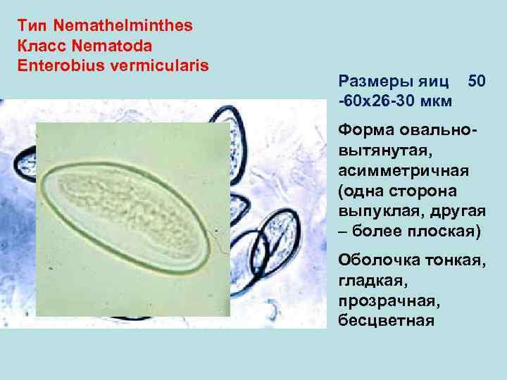 Тип Nemathelminthes Класс Nematoda Enterobius vermicularis Размеры яиц 50 -60 х26 -30 мкм Форма