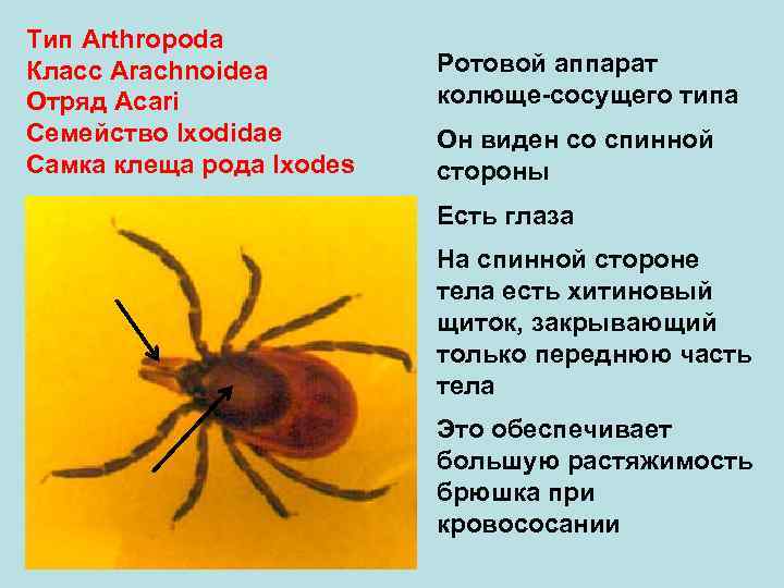 Тип Arthropoda Класс Arachnoidea Ротовой аппарат Отряд Аcari колюще-сосущего типа Семейство Ixodidae Он виден